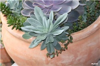 cd4e8ea5-IMG_8155 senecio.jpg